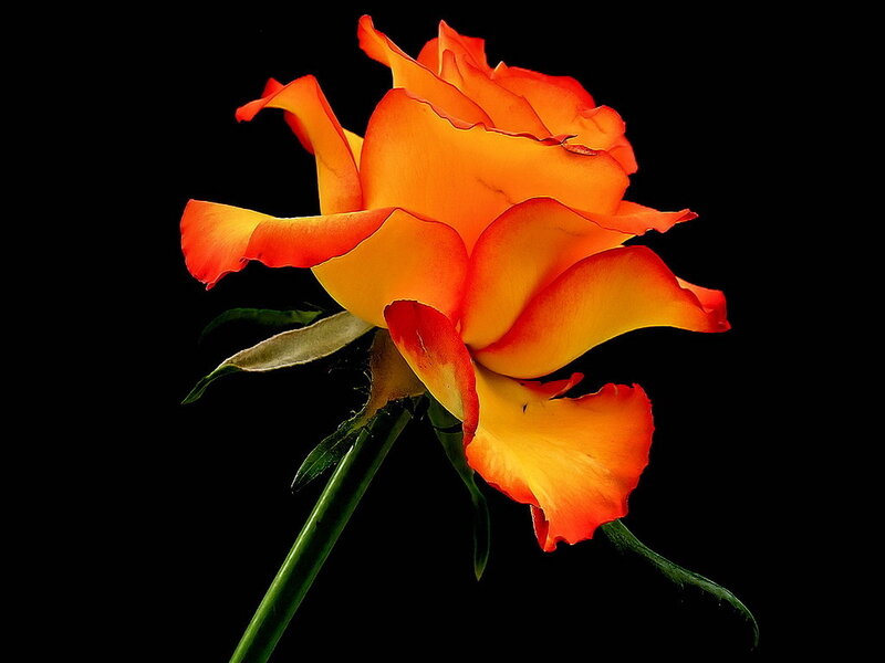 Orange Rose Flower — Dramatic, Photograph, Stem