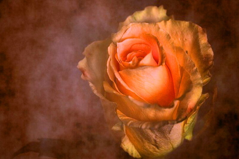 Orange Rose Flower — Dramatic, Photograph