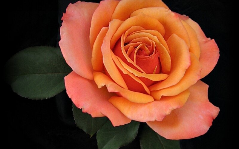 Orange Rose Flower — Dramatic