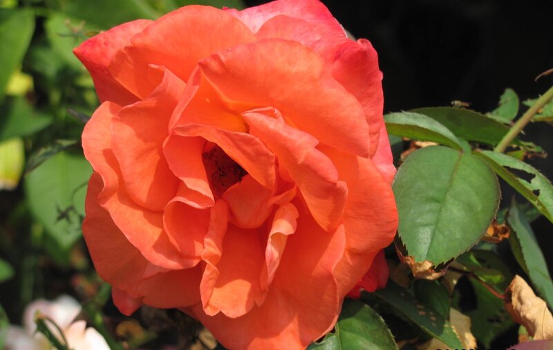 Orange Rose Flower — Green Leaves
