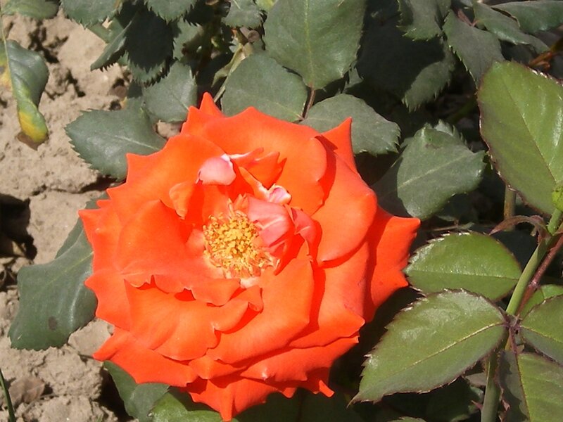 Orange Rose Flower — Natural, Afternoon