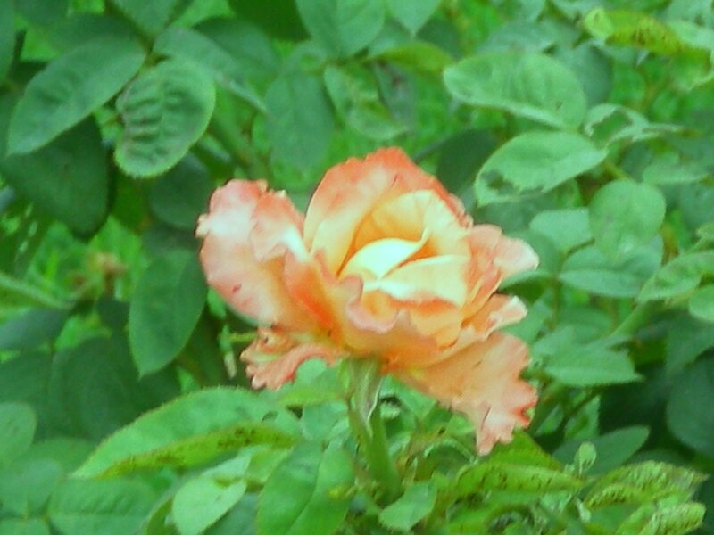 Orange Rose Flower — Natural, Photograph