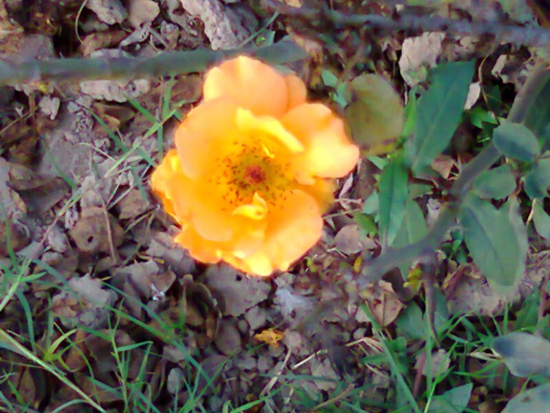 Orange Rose Flower — Natural