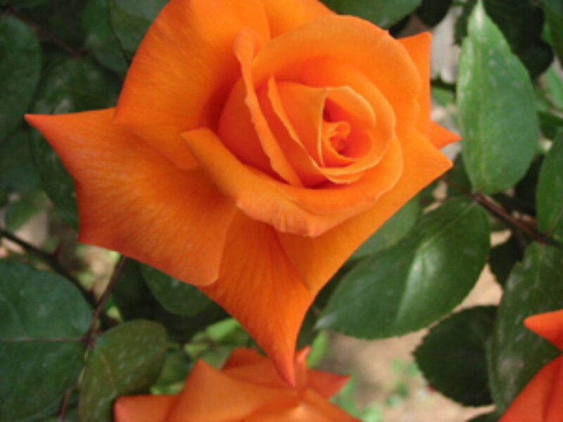 Orange Rose Flower — Photograph