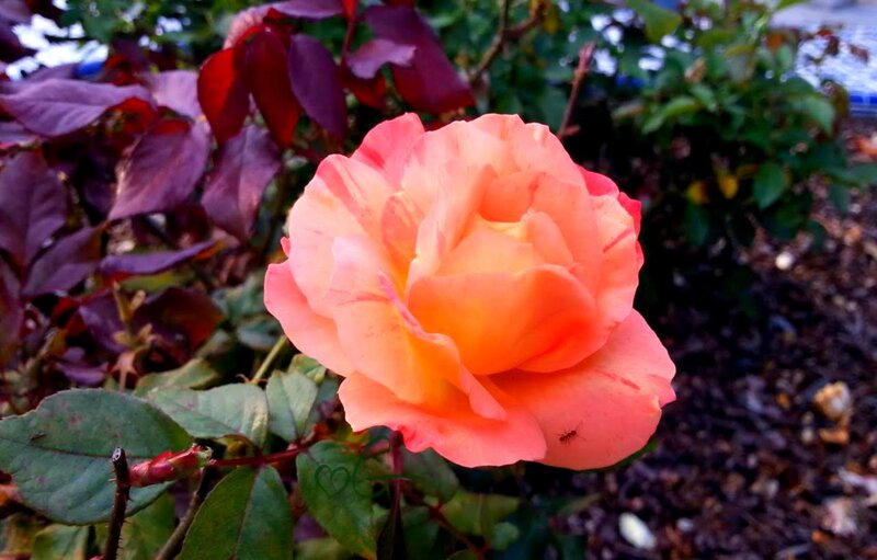 Orange Rose Flower — Pink, Calm, Afternoon