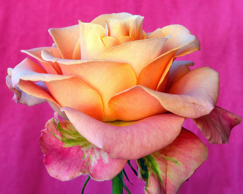 Orange Rose Flower — Pink, Calm