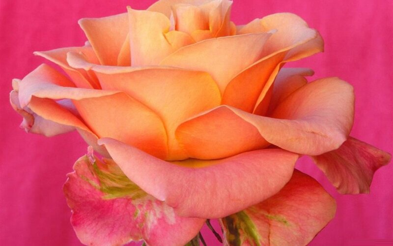 Orange Rose Flower — Pink
