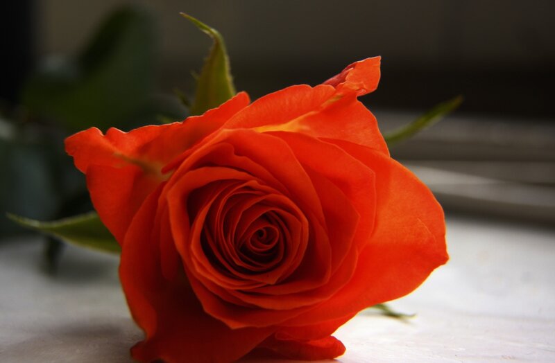 Orange Rose Flower — Red, Calm