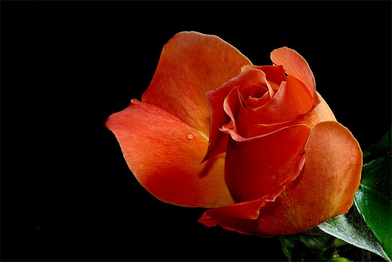 Orange Rose Flower — Red, Dramatic