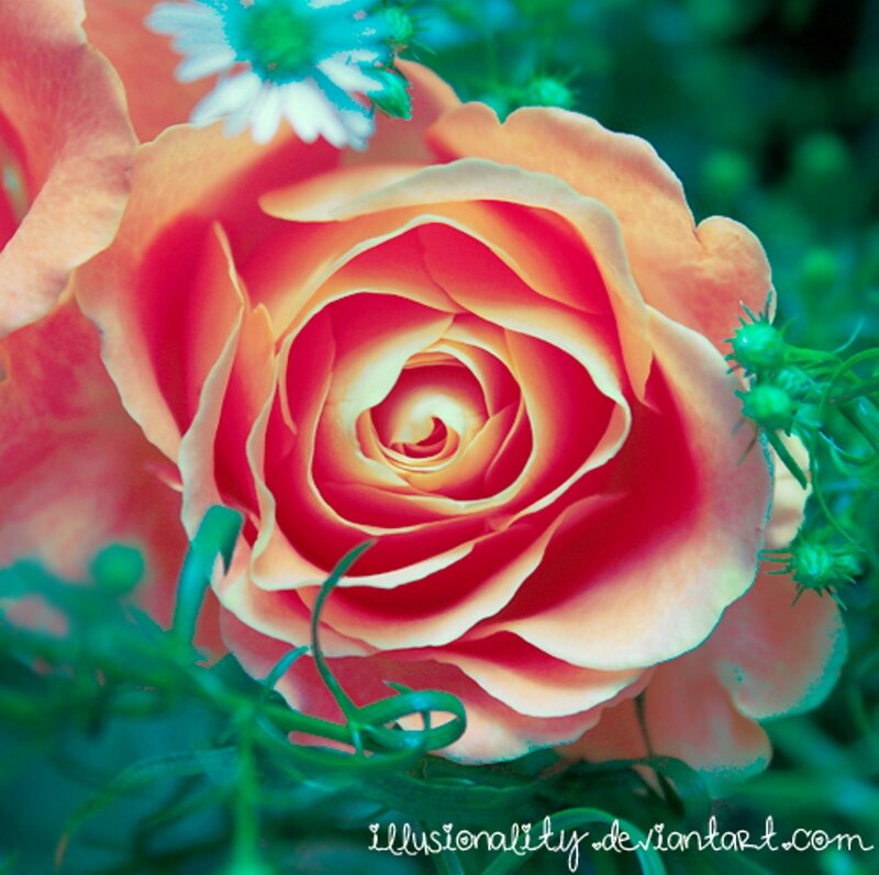 Orange Rose Flower — Red, Serene