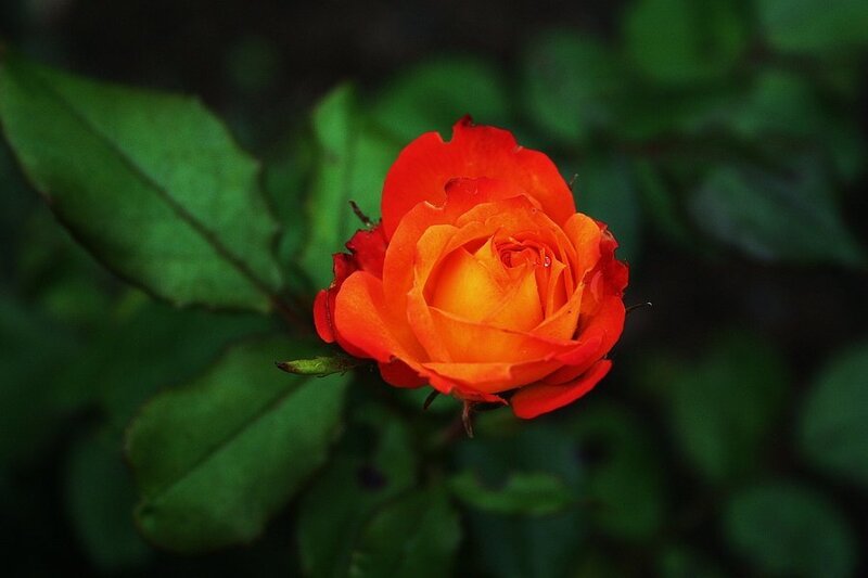 Orange Rose Flower — Red