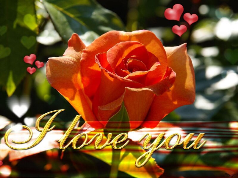Orange Rose Flower — Romantic