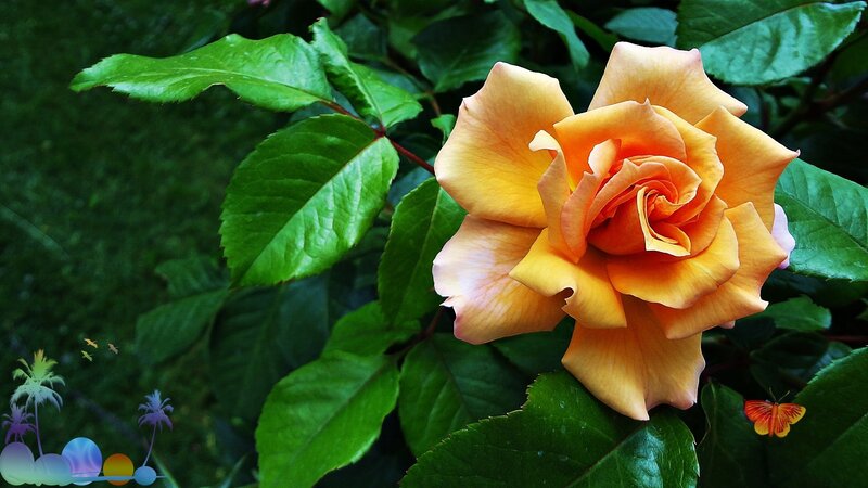 Orange Rose Flower — Serene, Afternoon, Photograph, Butterfly