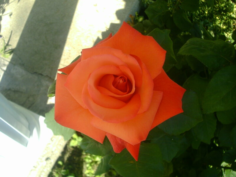 Orange Rose Flower — Serene, Afternoon, Photograph, Green Leaves, Sunlight
