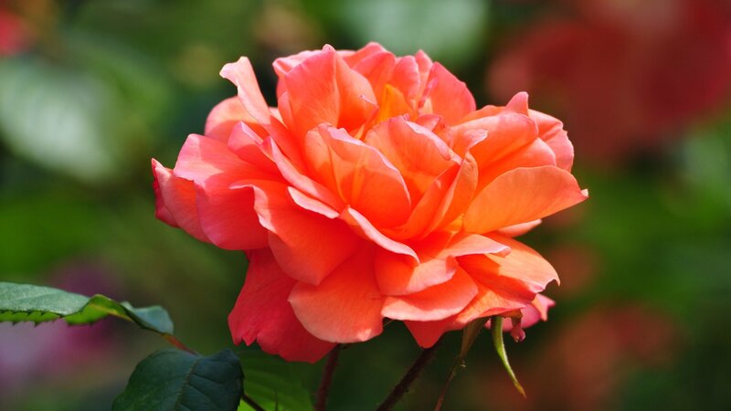 Orange Rose Flower — Serene, Afternoon, Photograph, Green Leaves