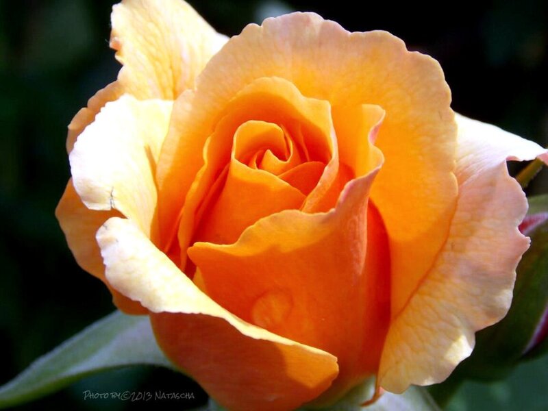 Orange Rose Flower — Serene, Afternoon, Photograph, Leaf