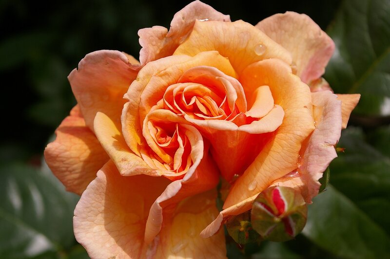 Orange Rose Flower — Serene, Afternoon, Photograph, Petals, Bud