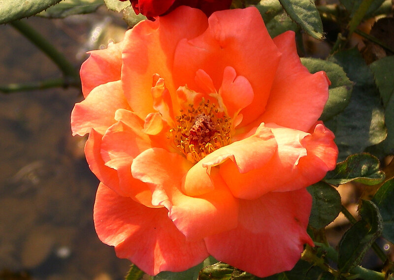 Orange Rose Flower — Serene, Afternoon, Photograph