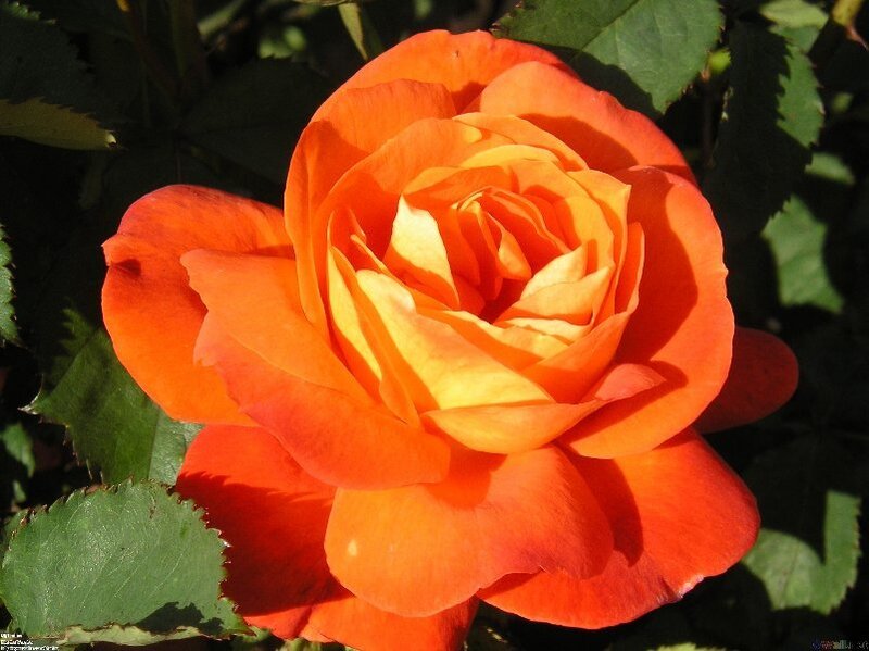 Orange Rose Flower — Serene, Afternoon