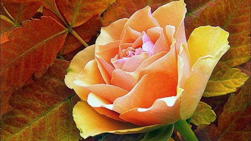 Orange Rose Flower — Serene, Autumn