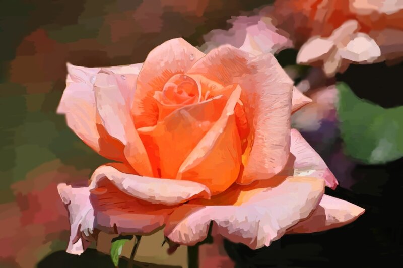Orange Rose Flower — Serene, Digital Art