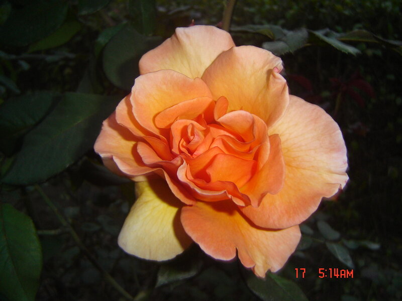 Orange Rose Flower — Serene, Morning