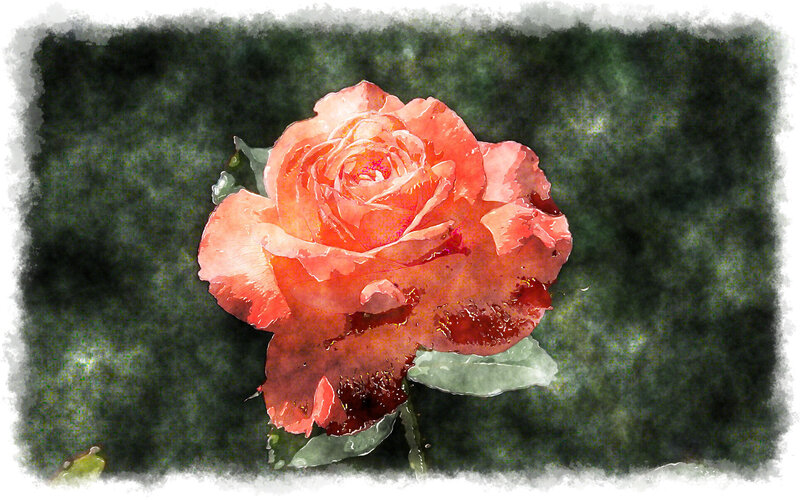Orange Rose Flower — Serene, Painting