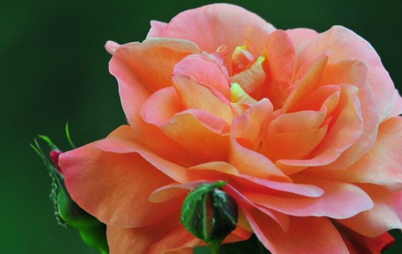 Orange Rose Flower — Serene, Photograph, Bud, Green Leaves