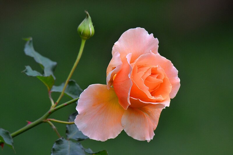Orange Rose Flower — Serene, Photograph, Bud, Leaf