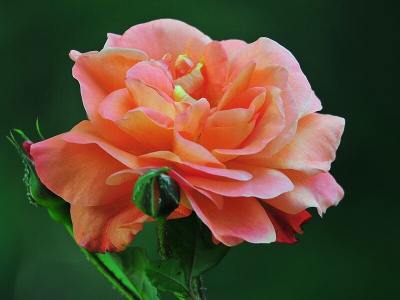 Orange Rose Flower — Serene, Photograph, Bud