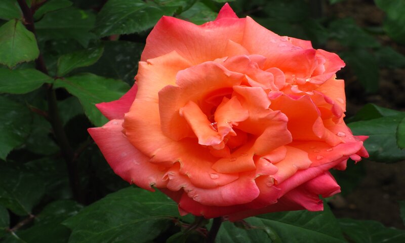 Orange Rose Flower — Serene, Photograph, Green Leaves, Petals