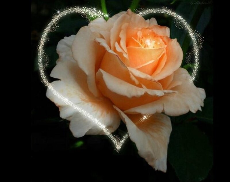 Orange Rose Flower — Serene, Photograph, Heart Shape