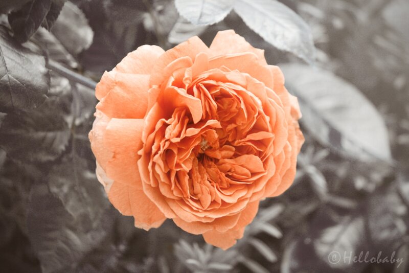 Orange Rose Flower — Serene, Photograph, Leaves