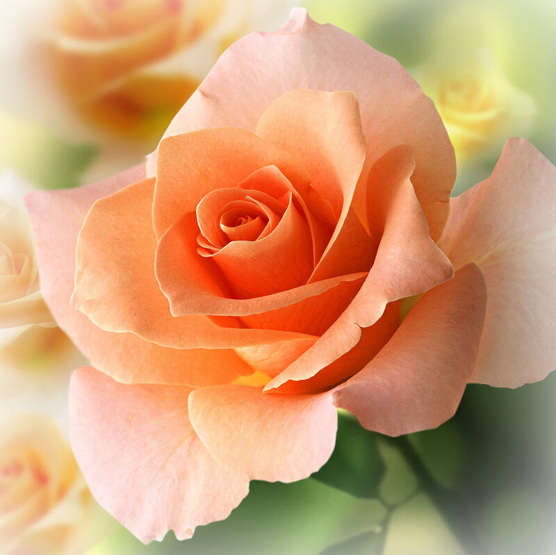 Orange Rose Flower — Serene, Photograph, Petals, Background