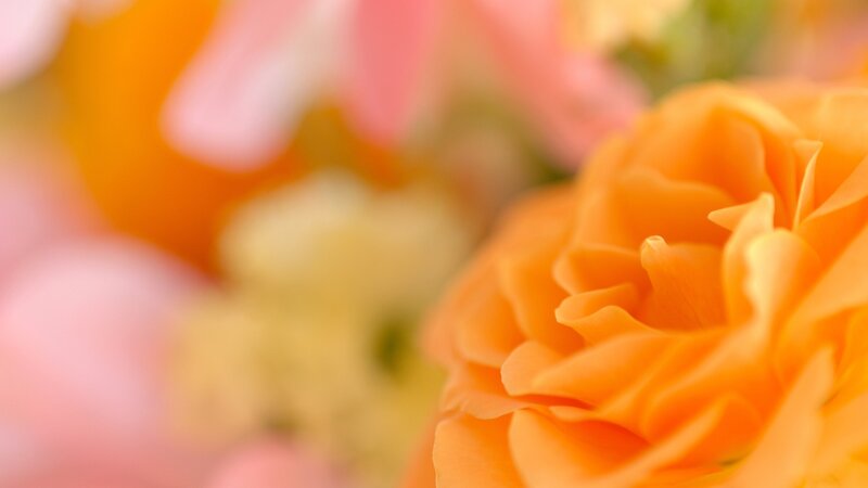Orange Rose Flower — Serene, Photograph, Petals, Blurred Background