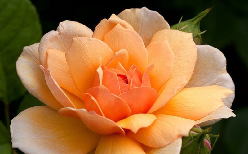 Orange Rose Flower — Serene, Photograph, Petals, Bud