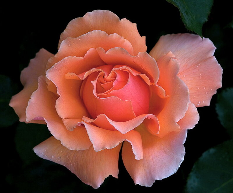 Orange Rose Flower — Serene, Photograph, Petals