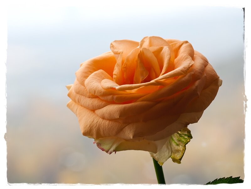 Orange Rose Flower — Serene, Photograph, Stem