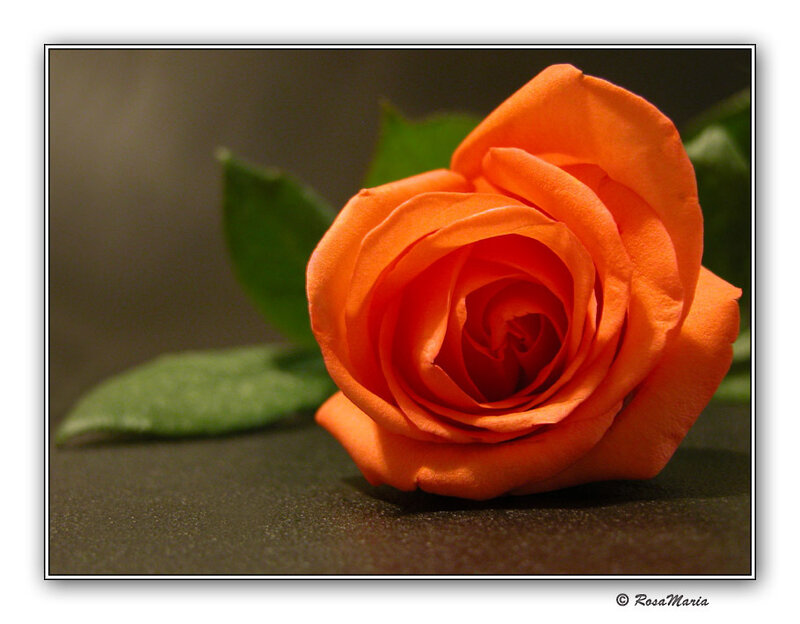 Orange Rose Flower — Serene, Photograph