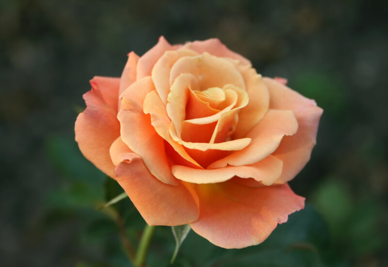 Orange Rose Flower — Serene, Sunset, Photograph
