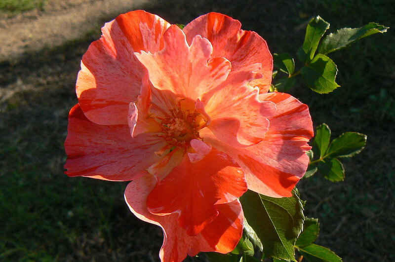 Orange Rose Flower — Serene, Sunset
