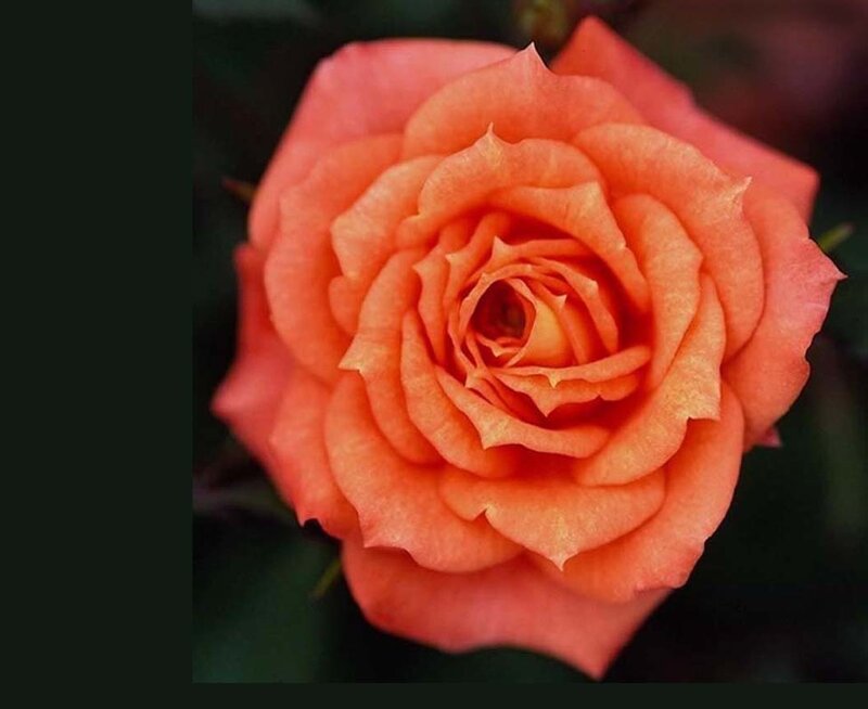 Orange Rose Flower — Serene