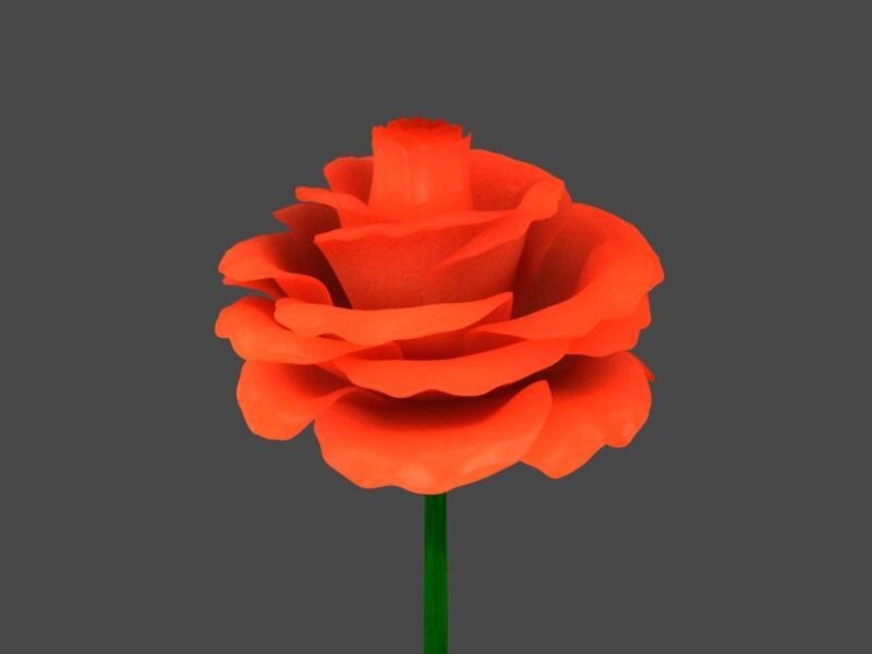 orange rose flower