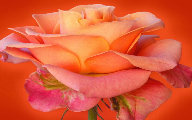 Orange Rose Flower — Vibrant, Photograph