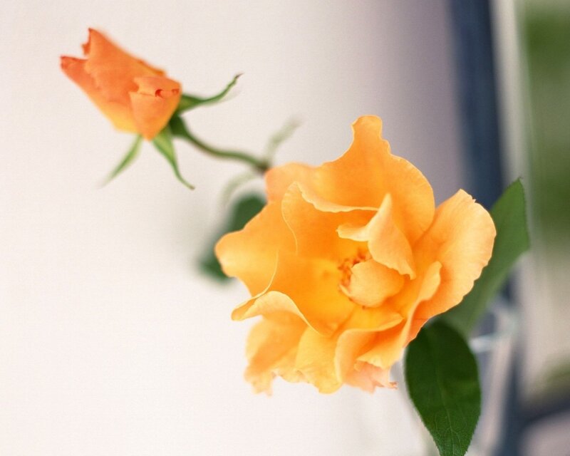 Orange Rose Flower — Yellow, Calm, Photograph