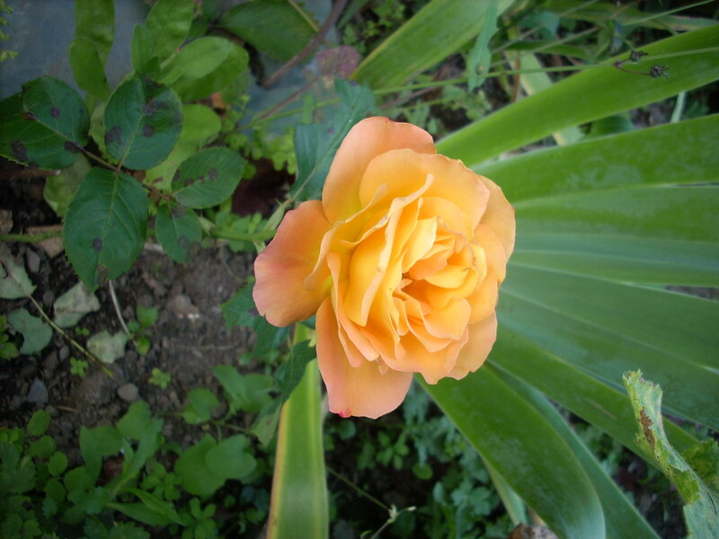 Orange Rose Flower — Yellow, Calm