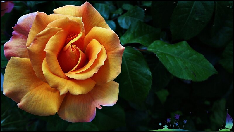Orange Rose Flower — Yellow, Serene