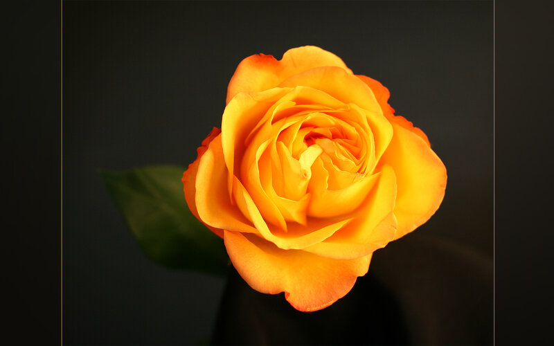 Orange Rose Flower — Yellow