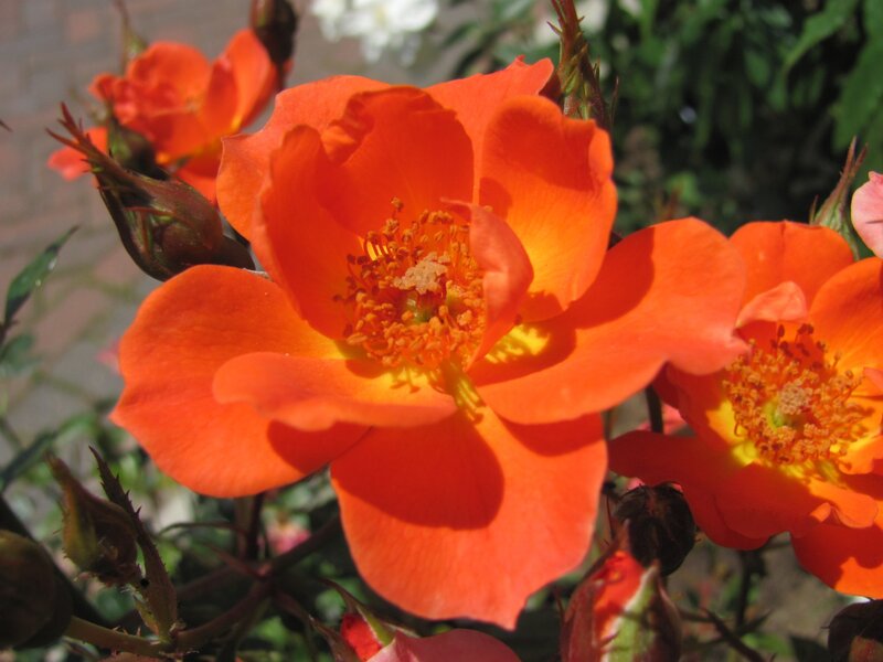 Orange Rose Flowers