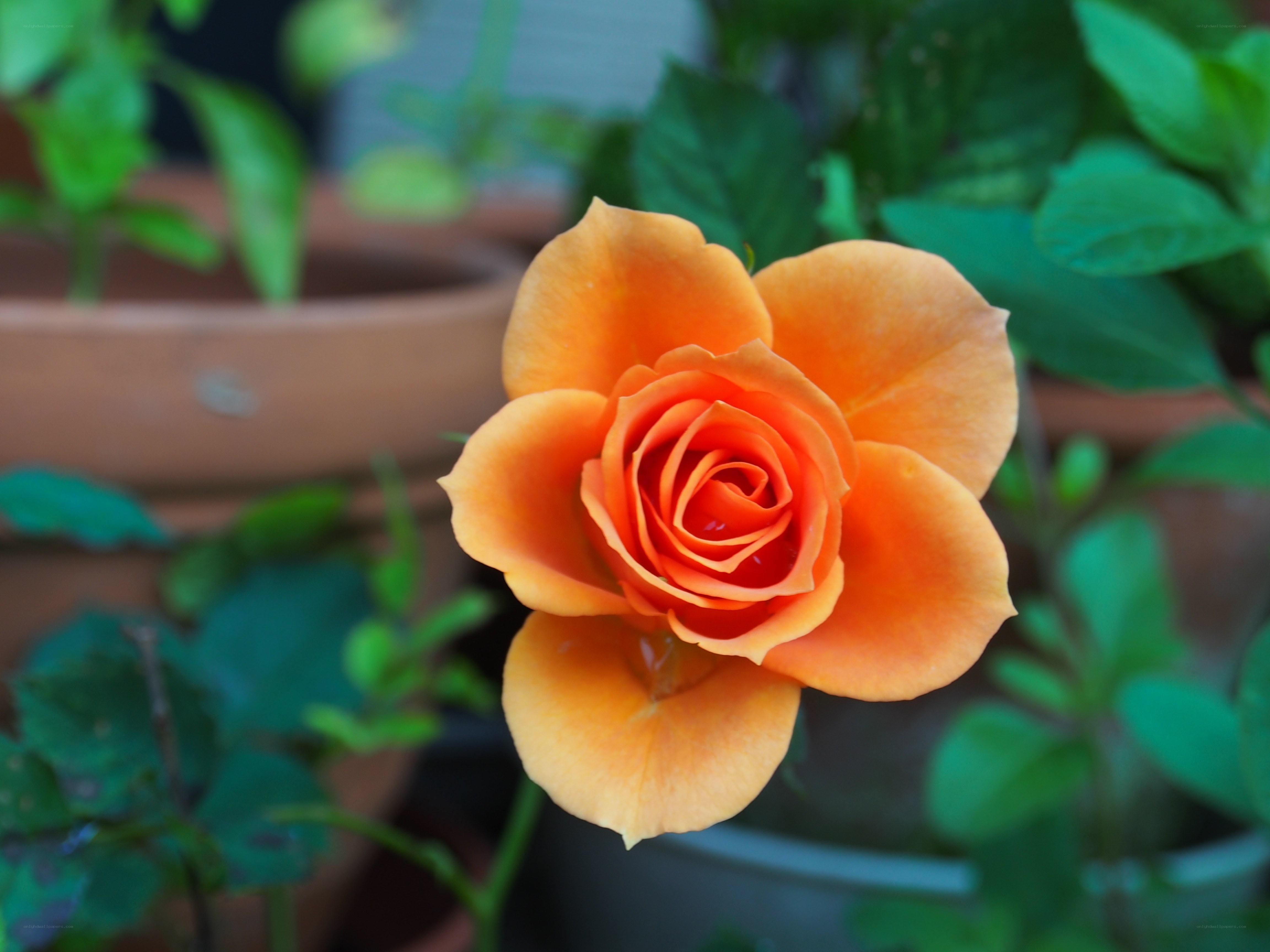 Orange rose in a pot